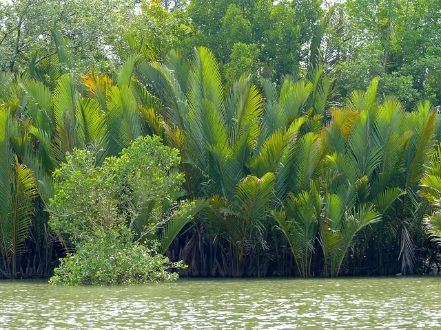 Dense feather-like fronds of Nypa fruticans palms growing beside water in Sarawak, Malaysia.