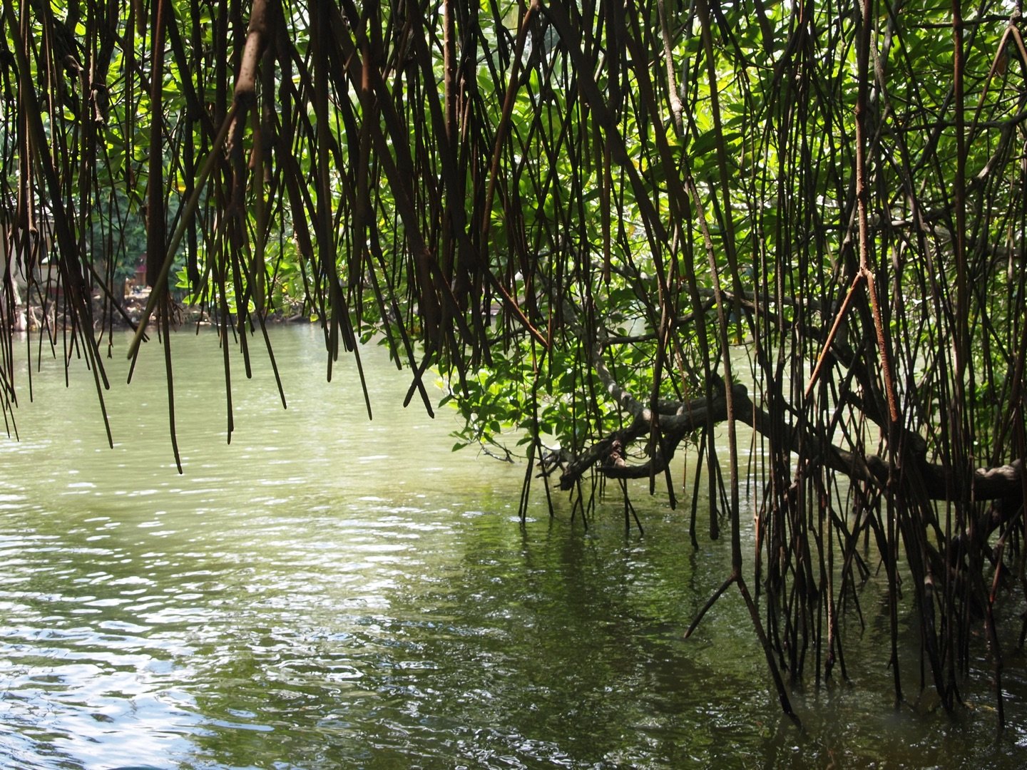 Hanging mangrove roots over a quiet Madu River channel