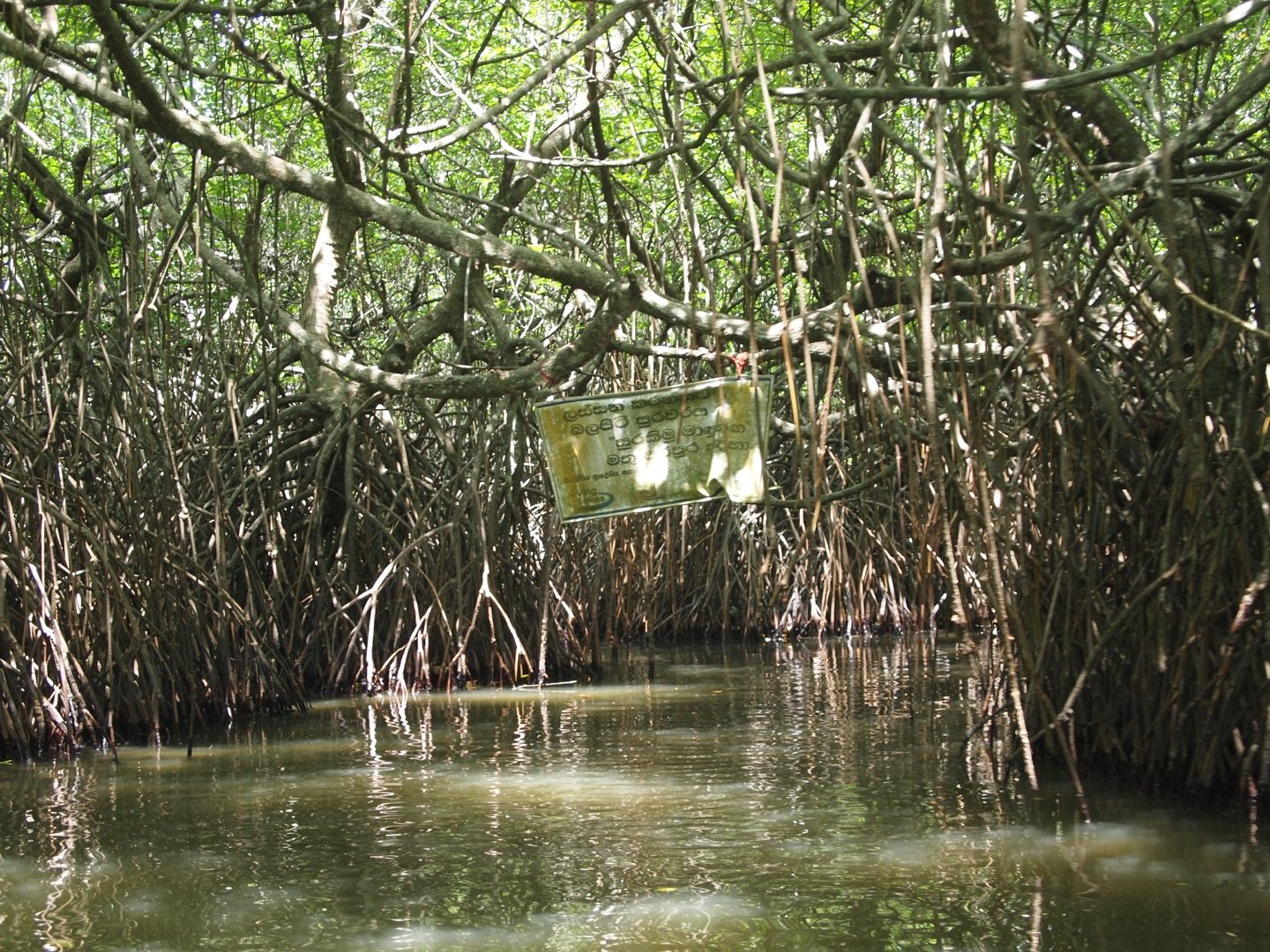 Mangrove tunnel at Madu Ganga