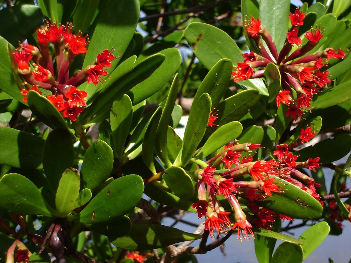 Red flowers and fleshy leaves of Lumnitzera littorea, photographed in Tonga