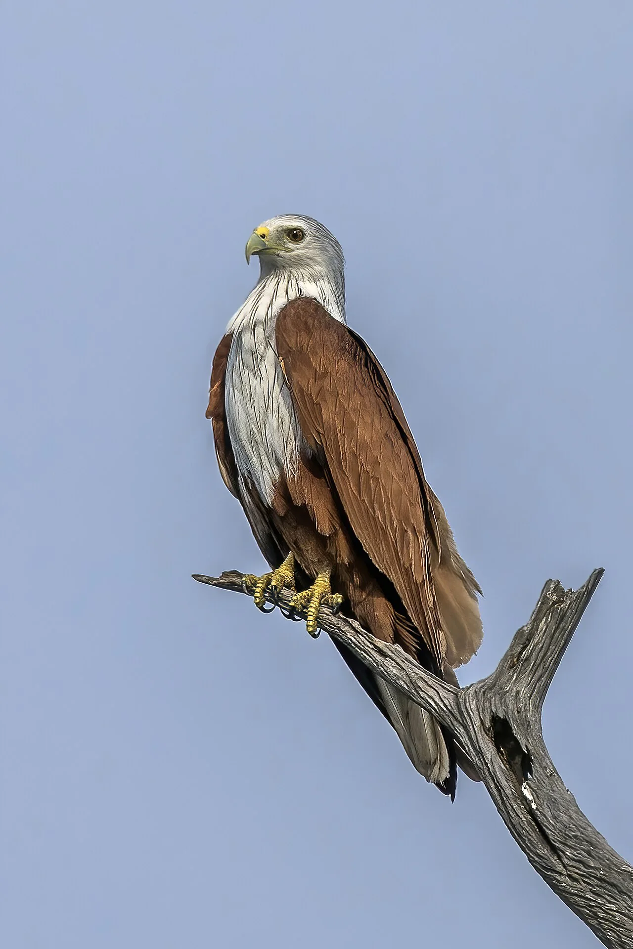 Adult Brahminy kite with a white head and chestnut wings perched on a dead branch against blue sky