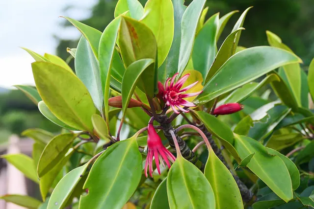 Bruguiera gymnorhiza flowers and broad green leaves in Okinawa, Japan