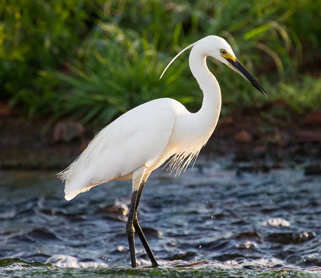 White little egret with a long black bill and fine breeding plumes standing in shallow flowing water