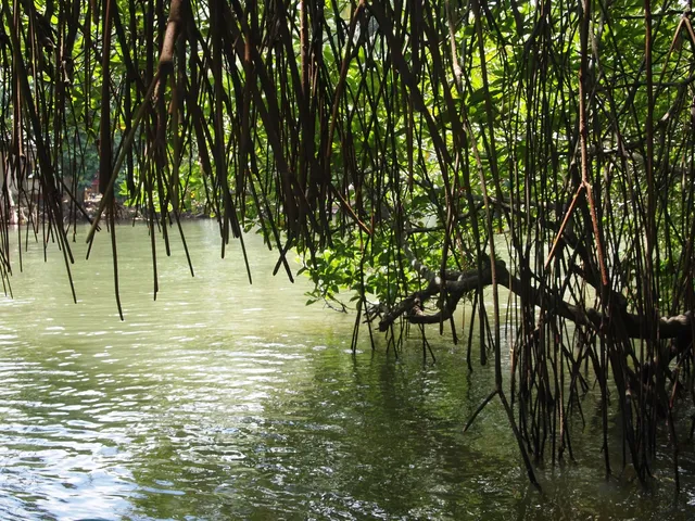 Hanging mangrove roots over a quiet Madu Ganga channel.