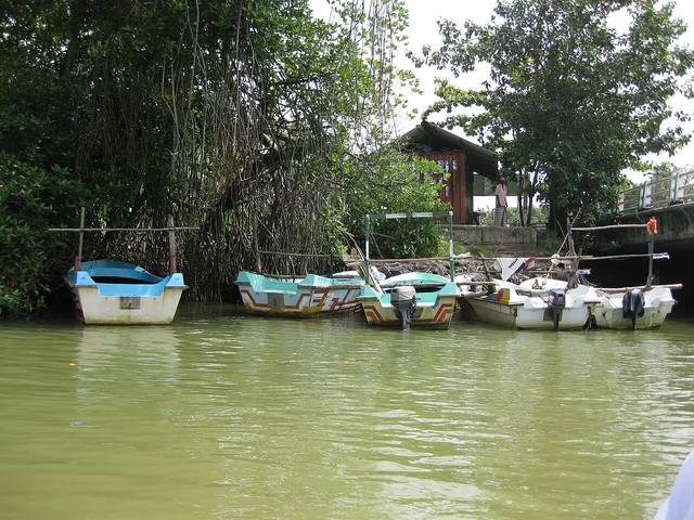 Several small passenger boats moored beside mangrove roots and steps at Balapitiya