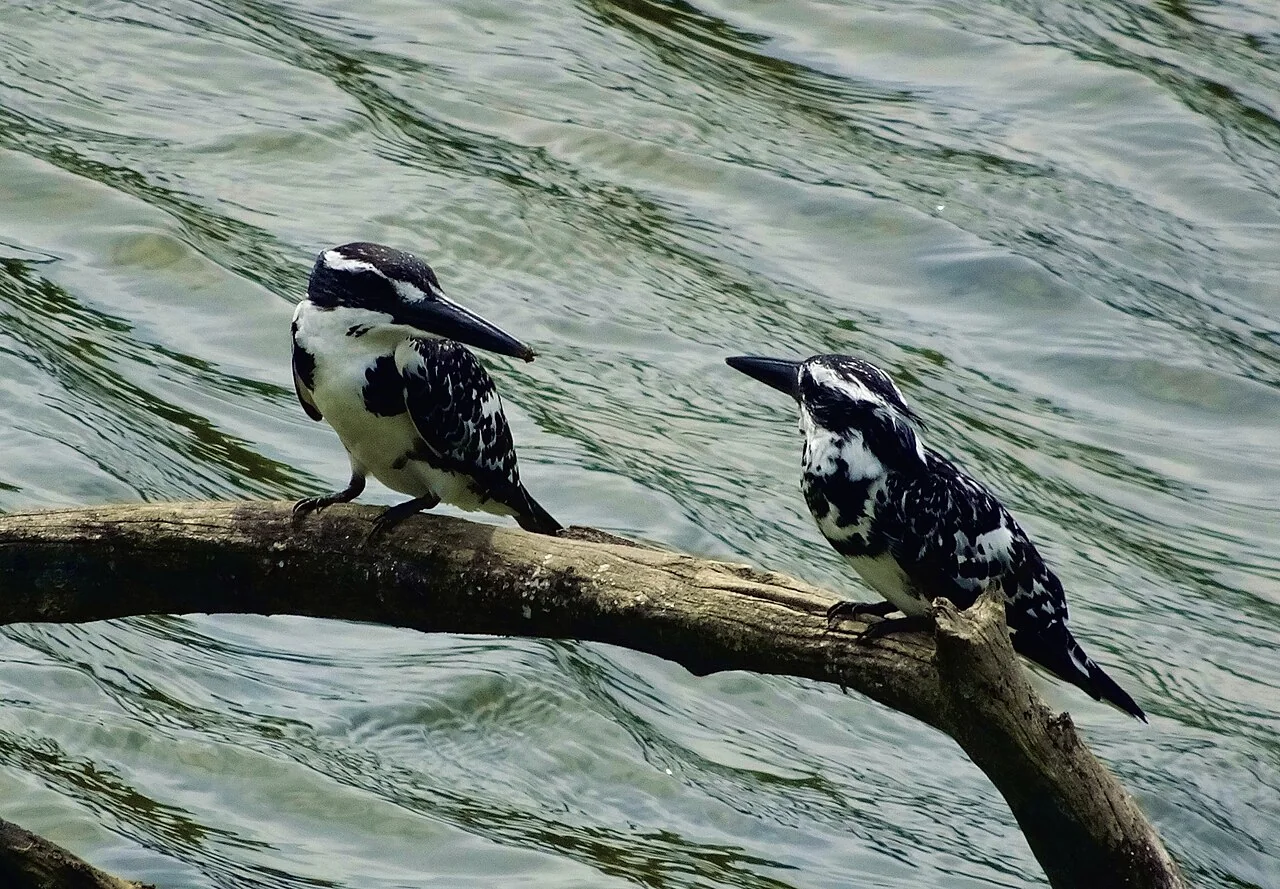Pied kingfishers perched above water; an illustrative species photograph