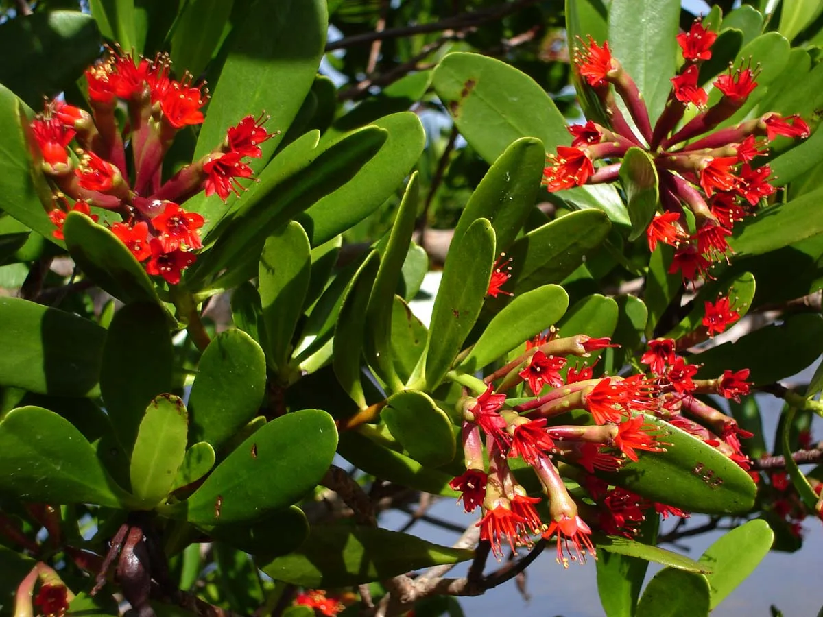 Red flowers and leaves of Lumnitzera littorea, photographed in Tonga. Educational species photograph, not a Madu River location photograph.