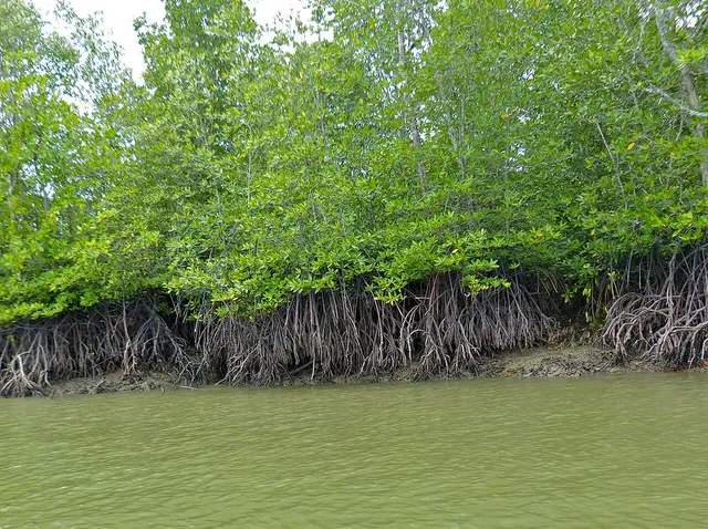 Tall-stilt mangrove trees beside an estuary in Sarawak, Malaysia