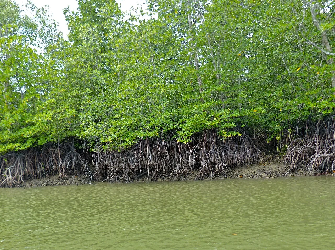 Tall-stilt mangrove trees beside an estuary in Sarawak, Malaysia