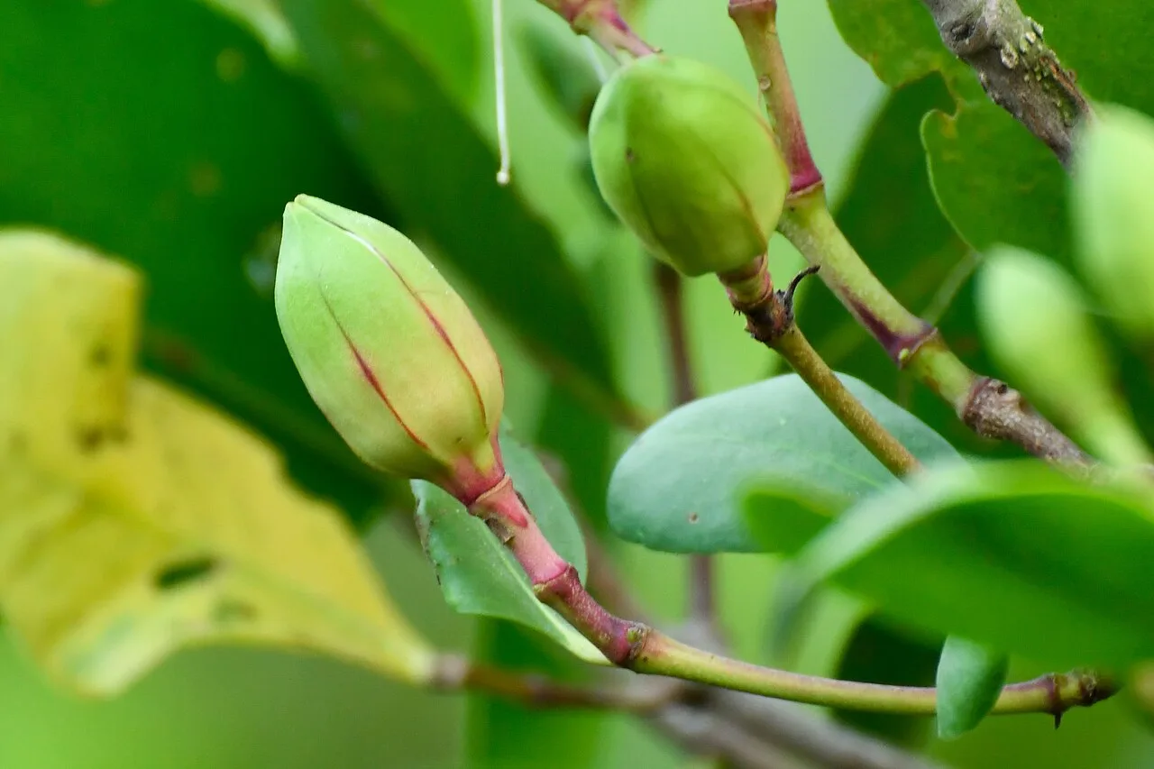 Green flower buds of Sonneratia caseolaris on a reddish stem in Kannur, India