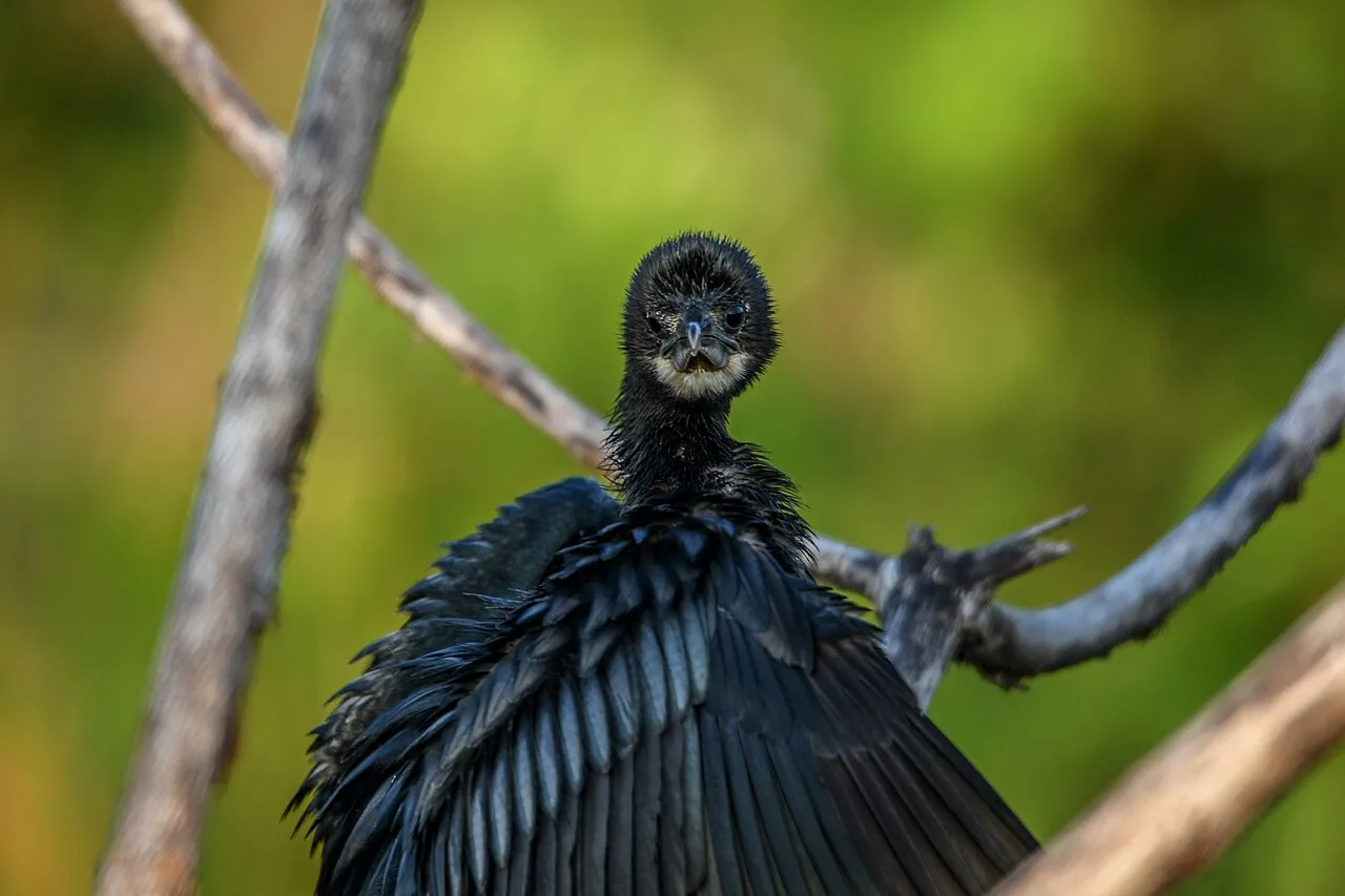 A little cormorant faces the camera with its dark wings spread on a branch.