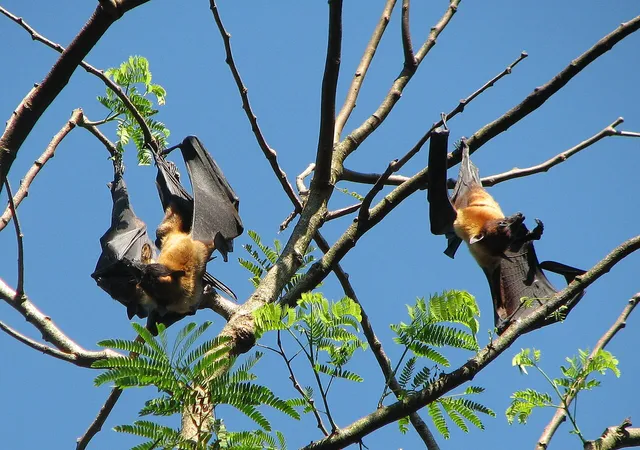 Two Indian flying foxes hang upside down from branches, their golden fur visible against blue sky.