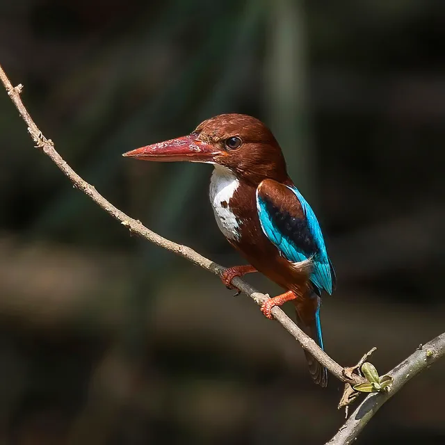 A white-throated kingfisher with a chestnut head, white throat and turquoise wings perches on a branch.