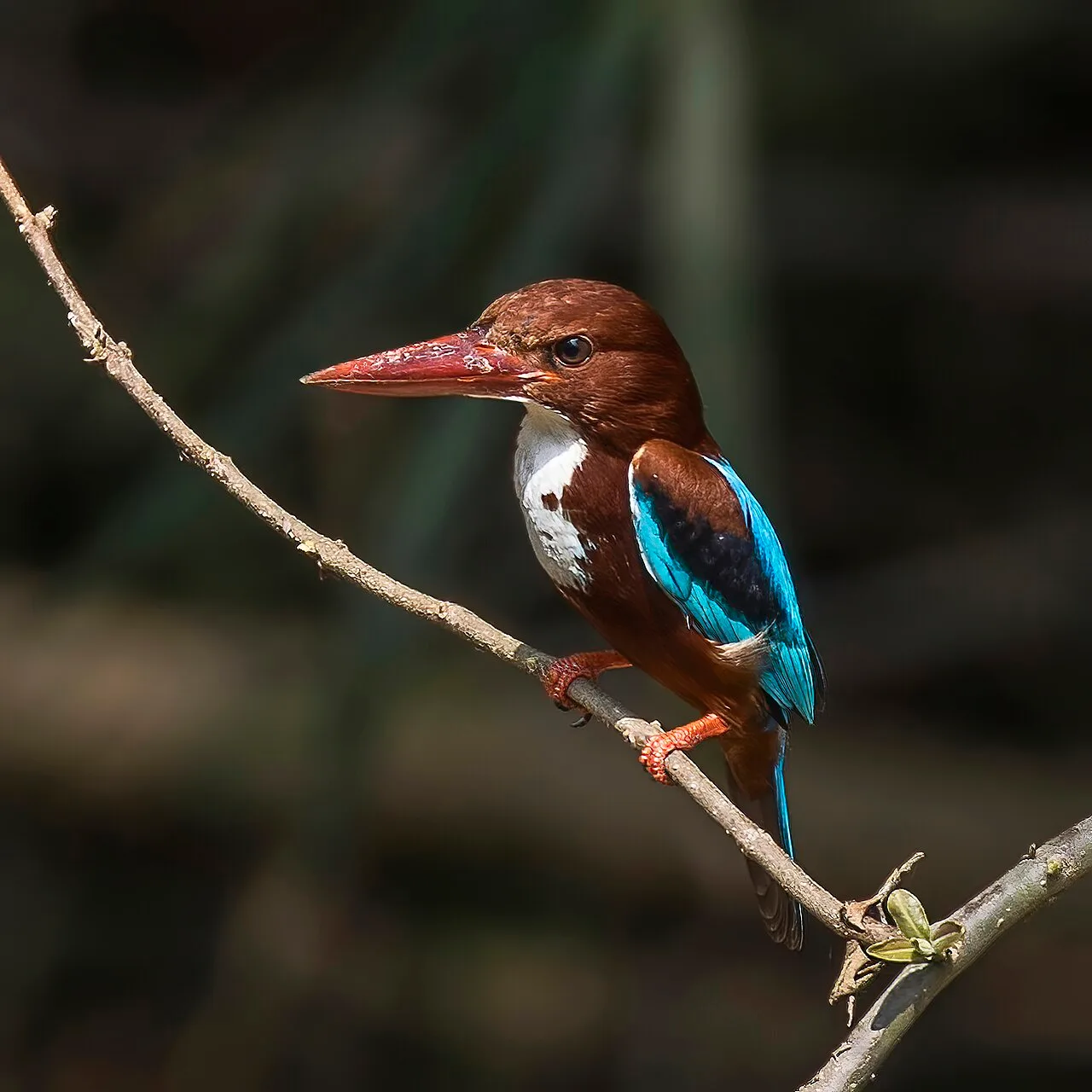 A white-throated kingfisher with a chestnut head, white throat and turquoise wings perches on a branch.