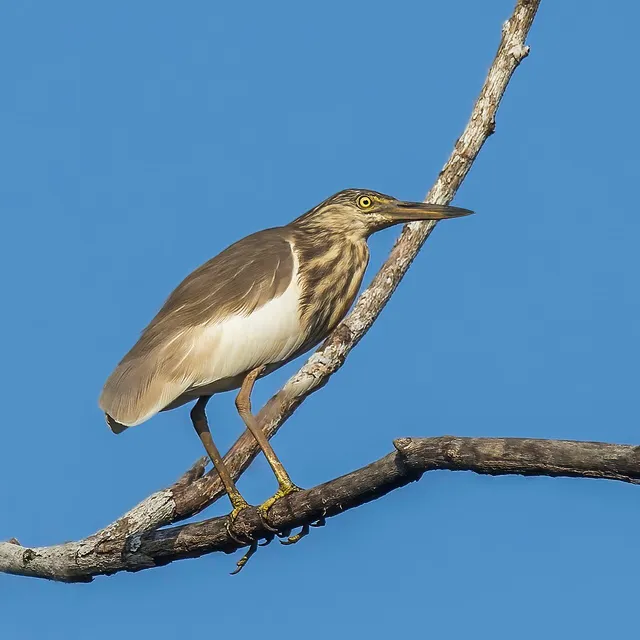An Indian pond heron in brown non-breeding plumage perches on a branch against blue sky.