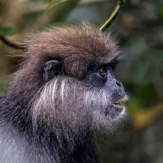 Close view of a purple-faced langur with a dark face and pale cheek whiskers.