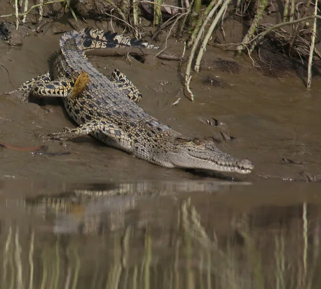 A saltwater crocodile rests on a muddy bank beside mangrove roots.
