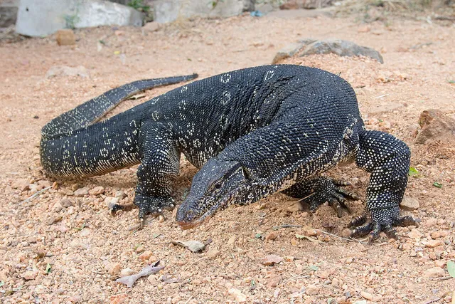 An Asian water monitor with dark speckled scales rests on stony ground.