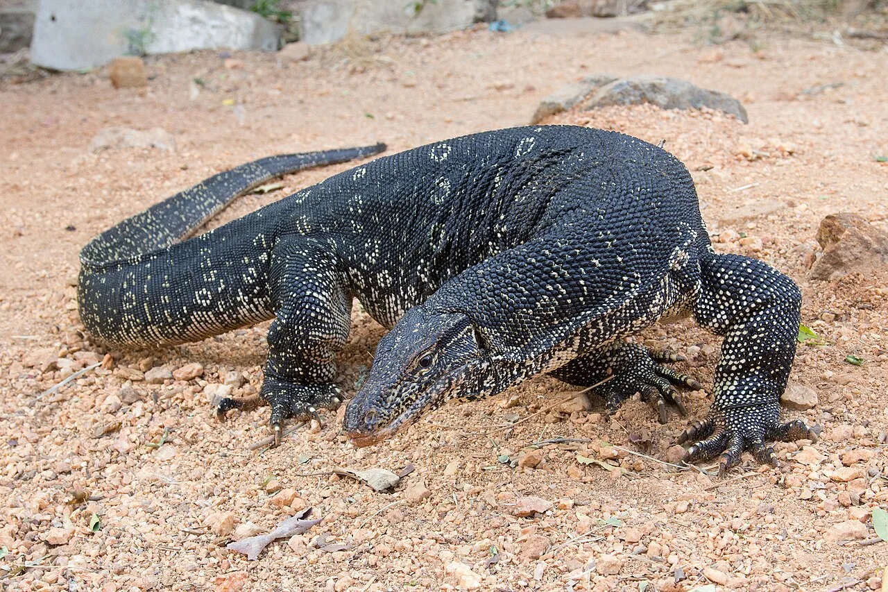 An Asian water monitor with dark speckled scales rests on stony ground.